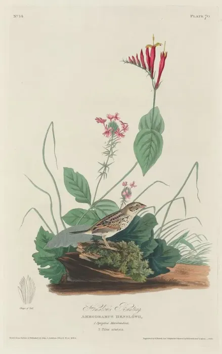 Framed Print : Henslows Bunting, 1829. Creator: Robert Havell Framed Print : Henslows Bunting, 1829. Creator: Robert Havell