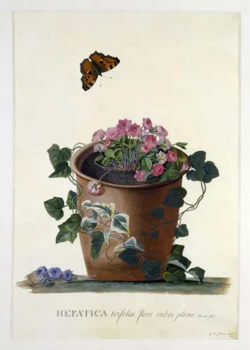 Framed Print : Hepatica. Liverleaf or Liverwort. Part of buttercup family; Medicinal herb Framed Print : Hepatica. Liverleaf or Liverwort. Part of buttercup family; Medicinal herb