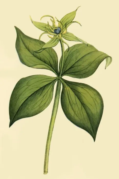Framed Print : Herb Paris, late 18th-early 19th century, (1944). Creator: Unknown Framed Print : Herb Paris, late 18th-early 19th century, (1944). Creator: Unknown