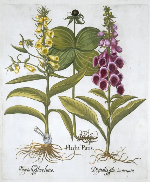 Framed Print : Herb Paris (Solanum quadrifolium), Common Foxglove (Digitalis Purpurea) Large Yellow Framed Print : Herb Paris (Solanum quadrifolium), Common Foxglove (Digitalis Purpurea) Large Yellow