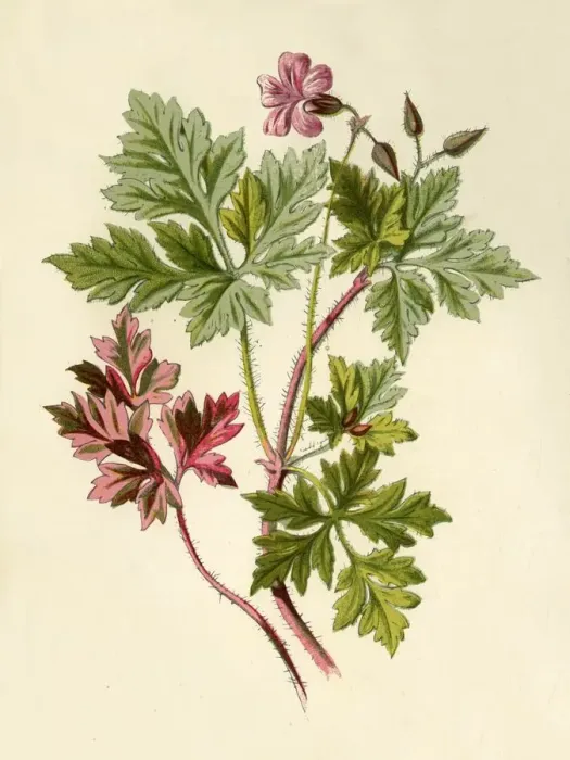 Framed Print : Herb-Robert, 1877. Creator: Frederick Edward Hulme Framed Print : Herb-Robert, 1877. Creator: Frederick Edward Hulme
