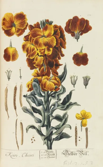 Framed Print : Herbarium Blackwellianum emendatum et auctum, 1754-1773 Framed Print : Herbarium Blackwellianum emendatum et auctum, 1754-1773