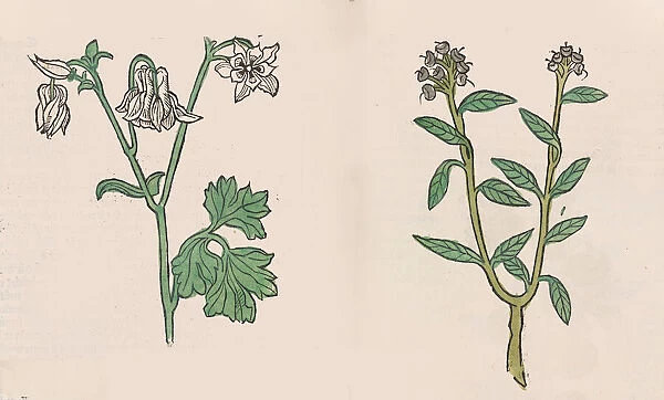 Herbarius - Gart der gesuntheit - Hortus sanitatis, 1485. Creator: Hans Schönsperger
