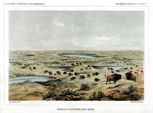 Herd of Bison Near Lake Jessie, North Dakota, USA, 1856. Artist: John Mix Stanley