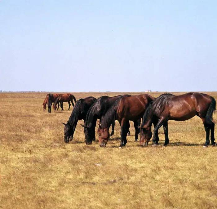 Framed Print : Herd of horses grazing on the Hortobagy plaza. Artist: CM Dixon Framed Print : Herd of horses grazing on the Hortobagy plaza. Artist: CM Dixon