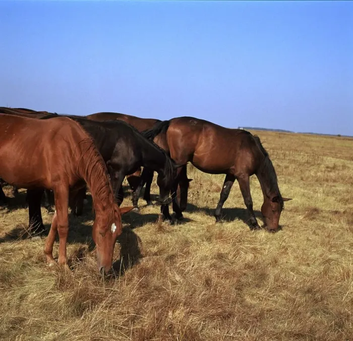 Framed Print : Herd of horses grazing on the Hortobagy plaza. Artist: CM Dixon Framed Print : Herd of horses grazing on the Hortobagy plaza. Artist: CM Dixon