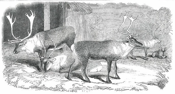 Herd of Rein-Deer, in the Gardens of the Zoological Society, Regent's Park, 1850. Creator: Unknown