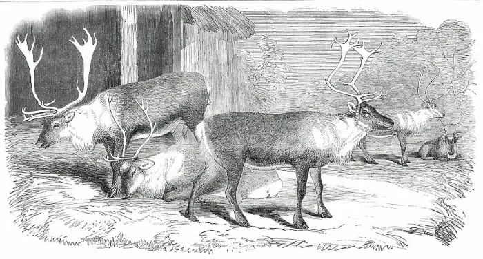 Framed Print : Herd of Rein-Deer, in the Gardens of the Zoological Society, Regent's Park, 1850. Creator: Unknown Framed Print : Herd of Rein-Deer, in the Gardens of the Zoological Society, Regent's Park, 1850. Creator: Unknown