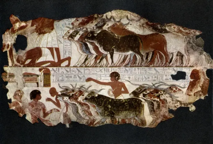 Framed Print : Herds of cattle from the time of the 18th Dynasty, Egypt, c1400 BC (1936) Framed Print : Herds of cattle from the time of the 18th Dynasty, Egypt, c1400 BC (1936)