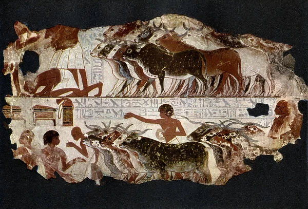 Herds of cattle from the time of the 18th Dynasty, Egypt, c1400 BC (1936)
