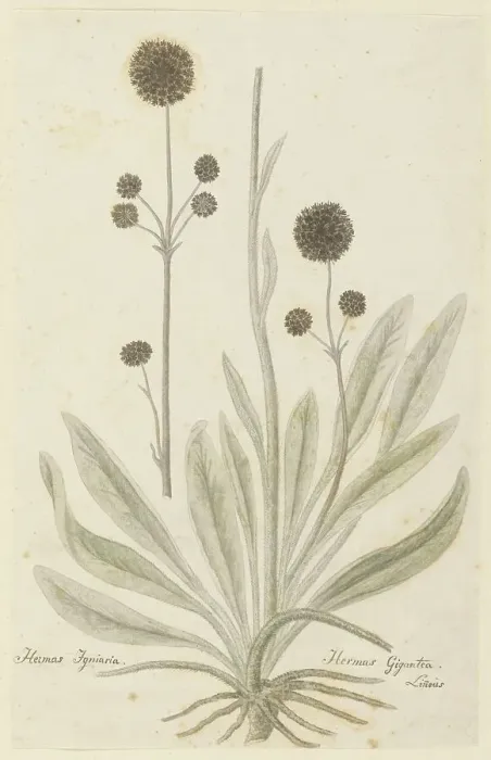 Framed Print : Hermas igniaria or Hermas gigantea (Tontelblaar), 1777-1786. Creator: Robert Jacob Gordon Framed Print : Hermas igniaria or Hermas gigantea (Tontelblaar), 1777-1786. Creator: Robert Jacob Gordon