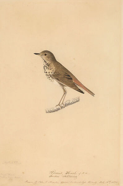Hermit Thrush, 1820. Creator: John James Audubon