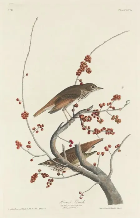 Framed Print : Hermit Thrush, 1829. Creator: Robert Havell Framed Print : Hermit Thrush, 1829. Creator: Robert Havell