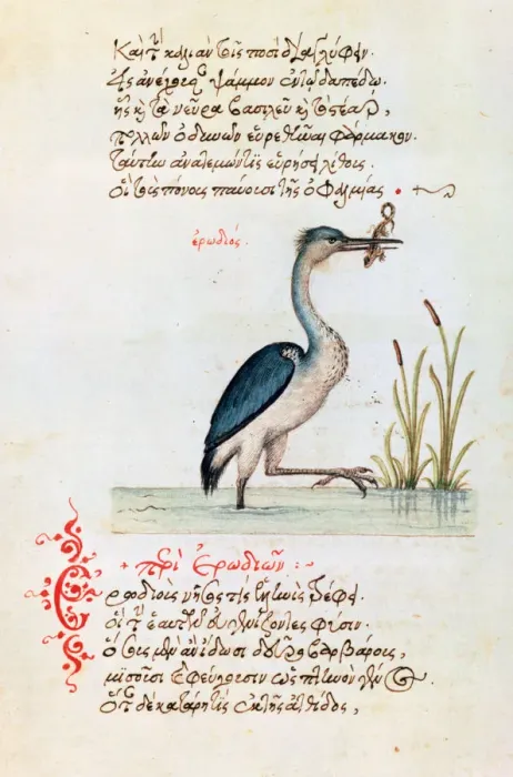 Framed Print : The Heron, 1564 Framed Print : The Heron, 1564