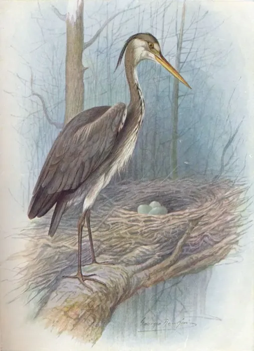 Framed Print : Heron - Ar dea cine rea, c1910, (1910). Artist: George James Rankin Framed Print : Heron - Ar dea cine rea, c1910, (1910). Artist: George James Rankin