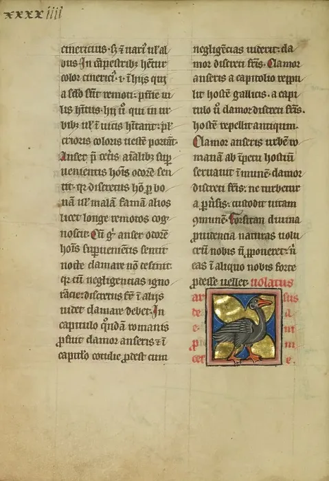 Framed Print : A Heron; De Natura Avium; De Pastoribus et Ovibus, 1277 or after. Creator: Unknown Framed Print : A Heron; De Natura Avium; De Pastoribus et Ovibus, 1277 or after. Creator: Unknown