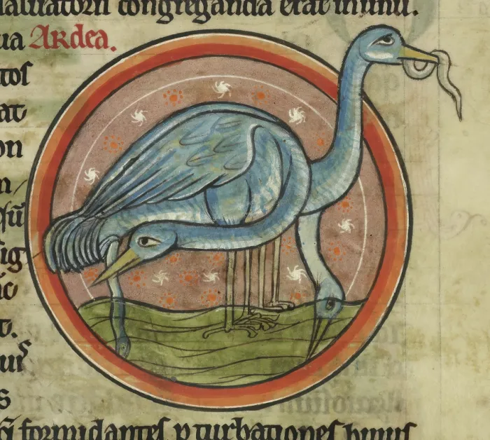 Framed Print : A heron on the water. A wading water bird with long neck and beak, c1230s. Creator: Unknown
