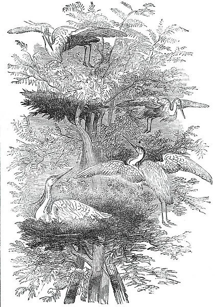 Heronry in Cobham Park, 1844. Creator: Unknown