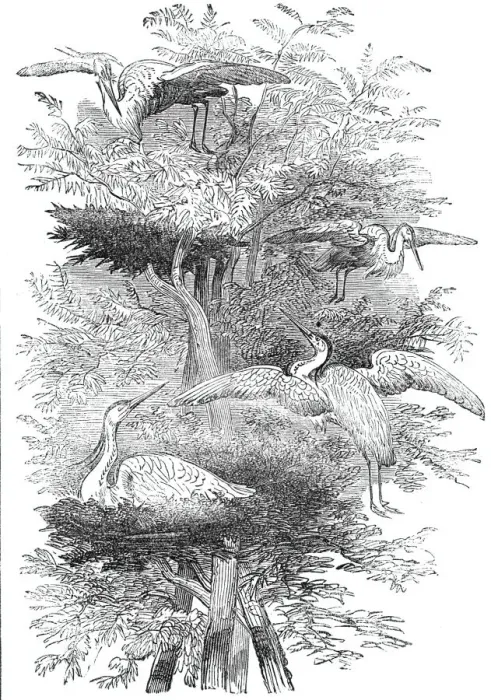 Framed Print : Heronry in Cobham Park, 1844. Creator: Unknown Framed Print : Heronry in Cobham Park, 1844. Creator: Unknown