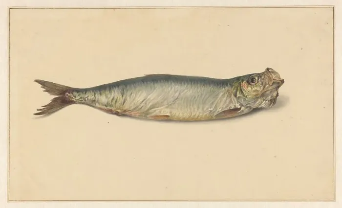 Framed Print : Herring, 1700-1800. Creator: Anon Framed Print : Herring, 1700-1800. Creator: Anon