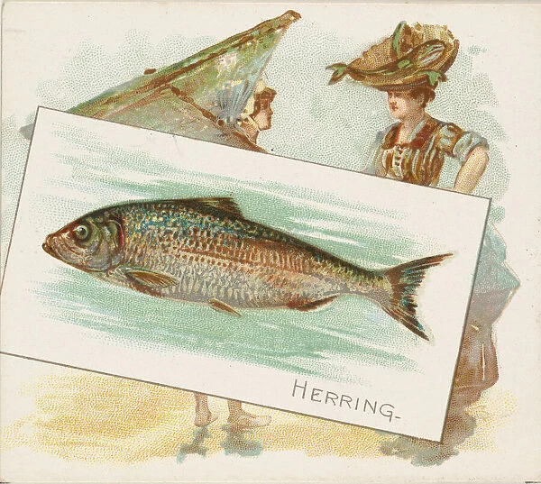 Herring, from Fish from American Waters series (N39) for Allen & Ginter Cigarettes