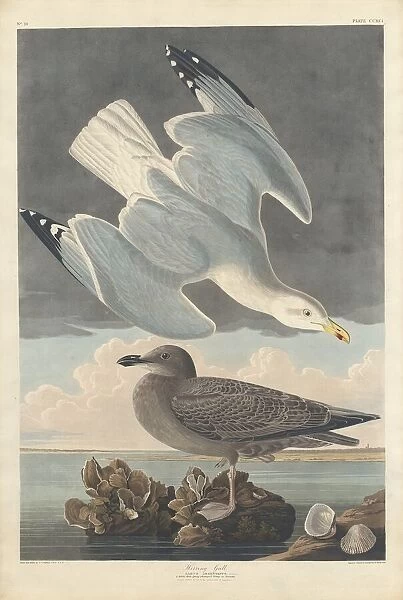 Herring Gull, 1836. Creator: Robert Havell