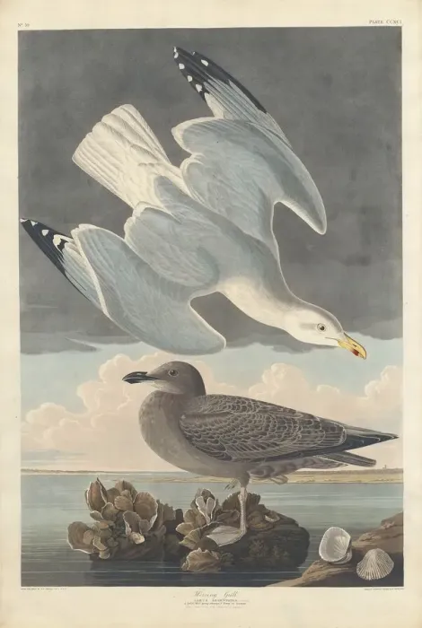 Framed Print : Herring Gull, 1836. Creator: Robert Havell Framed Print : Herring Gull, 1836. Creator: Robert Havell