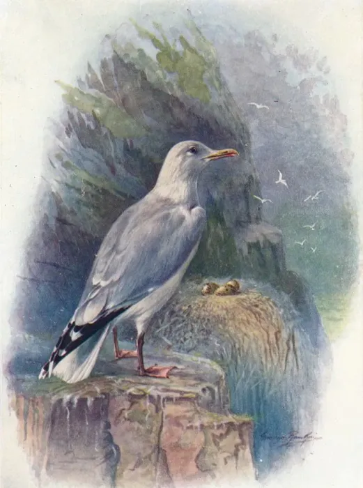 Framed Print : Herring Gull - Lar us argenta tus, c1910, (1910). Artist: George James Rankin Framed Print : Herring Gull - Lar us argenta tus, c1910, (1910). Artist: George James Rankin