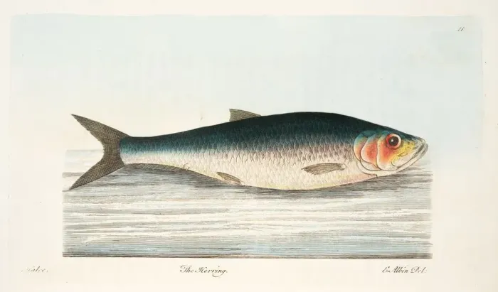 Framed Print : The Herring, from A Treatise on Fish and Fish-ponds, pub. 1832 (hand coloured engraving)