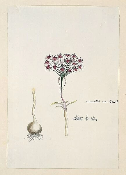 Hessea cinnamomea (L'Hérit.) Durand & Schinz. (umbrella lily), 1777-1786. Creator: Robert Jacob Gordon. Hessea cinnamomea (L'Hérit.) Durand & Schinz. (umbrella lily), 1777-1786. Creator: Robert Jacob Gordon