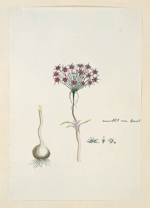 Framed Print : Hessea cinnamomea (L'Hérit.) Durand & Schinz. (umbrella lily), 1777-1786. Creator: Robert Jacob Gordon. Hessea cinnamomea (L'Hérit.) Durand & Schinz. (umbrella lily), 1777-1786. Creator: Robert Jacob Gordon Framed Print : Hessea cinnamomea (L'Hérit.) Durand & Schinz. (umbrella lily), 1777-1786. Creator: Robert Jacob Gordon. Hessea cinnamomea (L'Hérit.) Durand & Schinz. (umbrella lily), 1777-1786. Creator: Robert Jacob Gordon