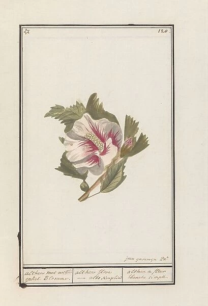 Hibiscus (Hibiscus syriacus), 1790-1799. Creator: Jan Garemijn