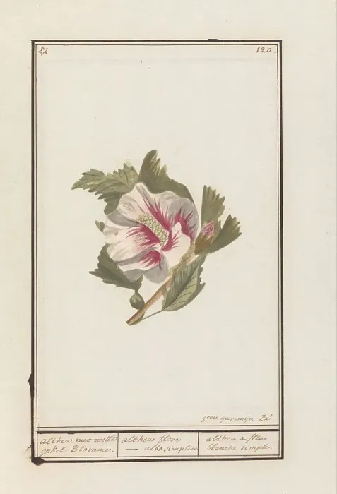 Framed Print : Hibiscus (Hibiscus syriacus), 1790-1799. Creator: Jan Garemijn Framed Print : Hibiscus (Hibiscus syriacus), 1790-1799. Creator: Jan Garemijn