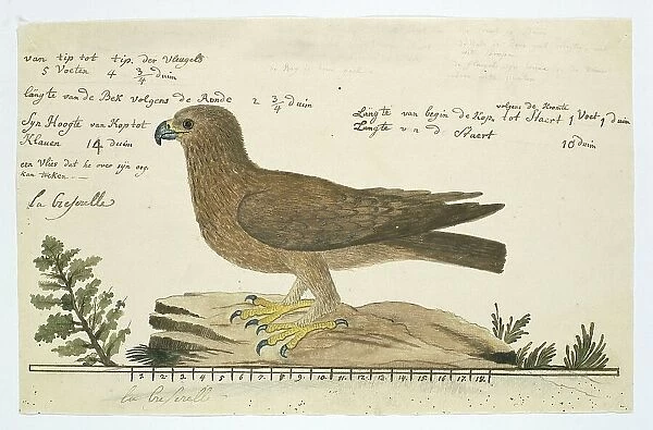 Hieraaetus pennatus (Booted eagle), 1777-1786. Creator: Robert Jacob Gordon