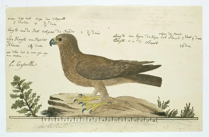 Framed Print : Hieraaetus pennatus (Booted eagle), 1777-1786. Creator: Robert Jacob Gordon Framed Print : Hieraaetus pennatus (Booted eagle), 1777-1786. Creator: Robert Jacob Gordon