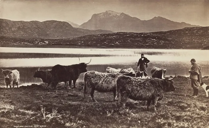 Framed Print : Highland Cattle, between 1870 and 1880. Creator: George Washington Wilson Framed Print : Highland Cattle, between 1870 and 1880. Creator: George Washington Wilson
