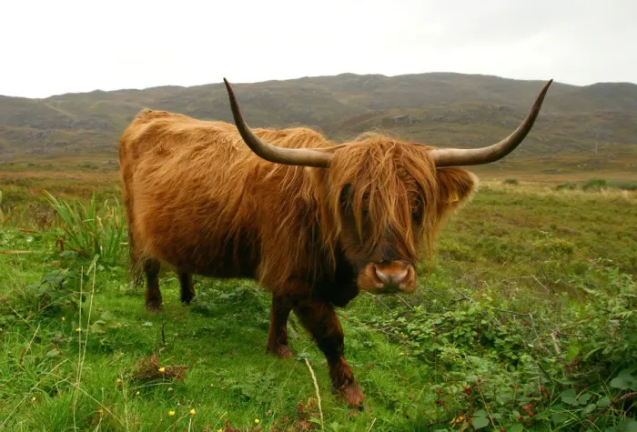 Framed Print : Highland cattle, Scotland Framed Print : Highland cattle, Scotland