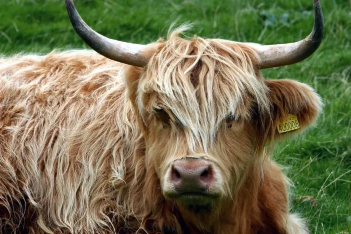 Framed Print : Highland cattle, Scotland Framed Print : Highland cattle, Scotland