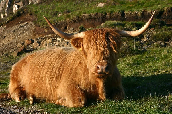 Highland cattle, Scotland