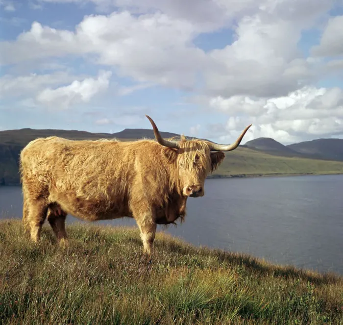 Framed Print : Highland cows on the Isle of Skye Framed Print : Highland cows on the Isle of Skye