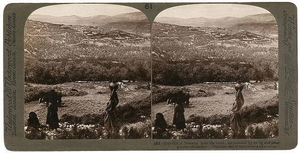 The Hill of Samaria, from the south, surrounded by its fig and olive groves, Palestine, 1900. Artist: Underwood & Underwood