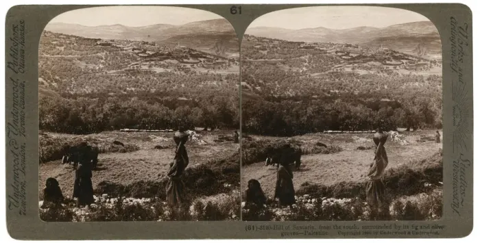 Framed Print : The Hill of Samaria, from the south, surrounded by its fig and olive groves, Palestine, 1900. Artist: Underwood & Underwood Framed Print : The Hill of Samaria, from the south, surrounded by its fig and olive groves, Palestine, 1900. Artist: Underwood & Underwood