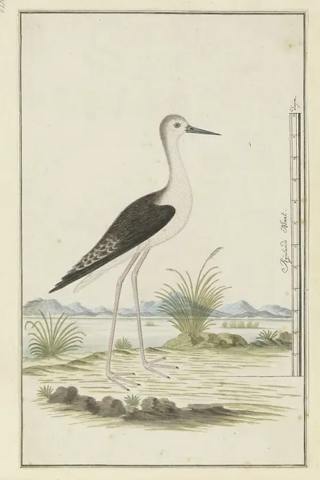 Framed Print : Himantopus himantopus ? (Black-winged stilt), 1777-1786. Creator: Robert Jacob Gordon