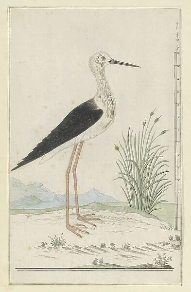 Himantopus himantopus (Black-winged stilt), 1777-1786. Creator: Robert Jacob Gordon