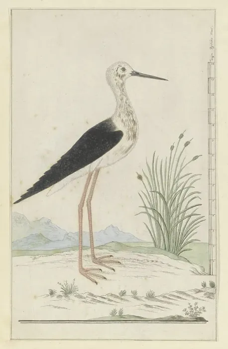 Framed Print : Himantopus himantopus (Black-winged stilt), 1777-1786. Creator: Robert Jacob Gordon Framed Print : Himantopus himantopus (Black-winged stilt), 1777-1786. Creator: Robert Jacob Gordon