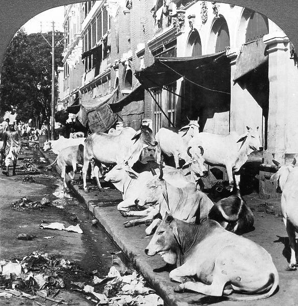 How Hindu cows enjoy life on Harrison Street, Calcutta, India, 1900s. Artist: Underwood & Underwood