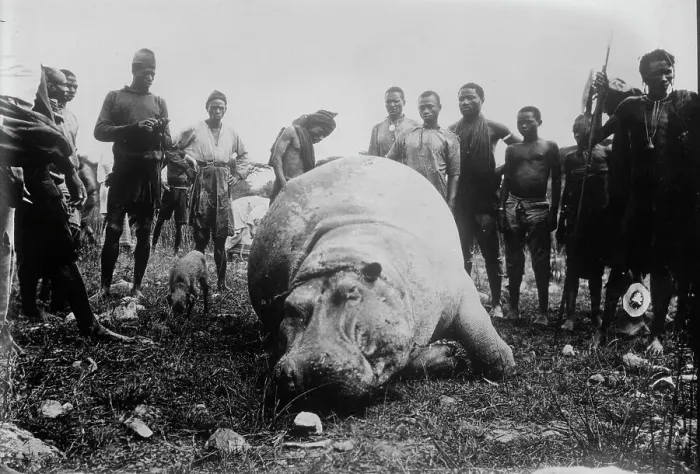 Framed Print : Hippo, killed in Africa, between c1915 and c1920. Creator: Bain News Service Framed Print : Hippo, killed in Africa, between c1915 and c1920. Creator: Bain News Service