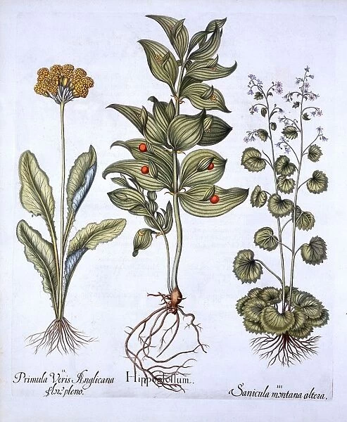 Hippoglossum, Cowslip and Sanicle  /  Snakeroot, from Hortus Eystettensis, by Basil Besler