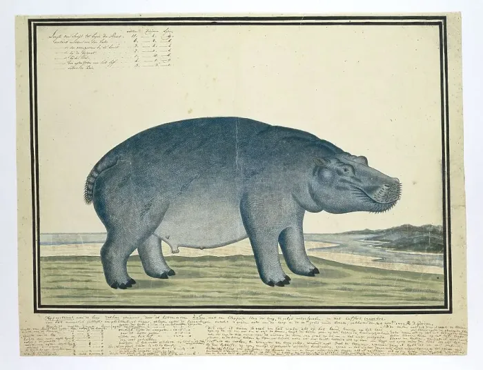 Framed Print : Hippopotamus amphibius capensis (Hippopotamus), c.1777. Creator: Robert Jacob Gordon Framed Print : Hippopotamus amphibius capensis (Hippopotamus), c.1777. Creator: Robert Jacob Gordon