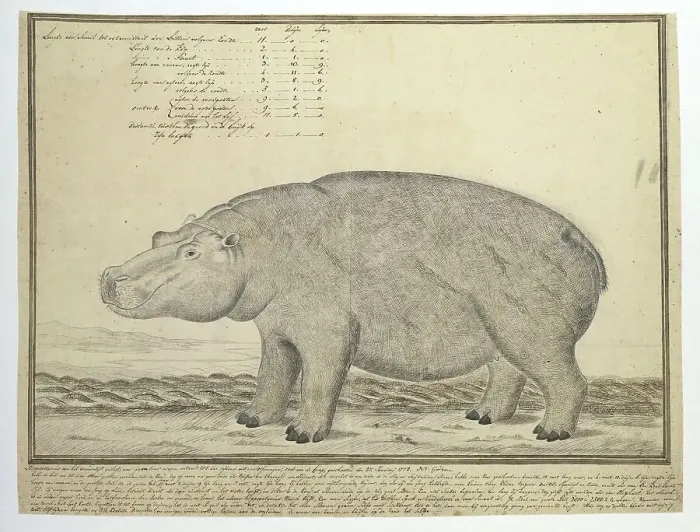 Framed Print : Hippopotamus amphibius capensis (Hippopotamus; female), 1778. Creator: Robert Jacob Gordon Framed Print : Hippopotamus amphibius capensis (Hippopotamus; female), 1778. Creator: Robert Jacob Gordon